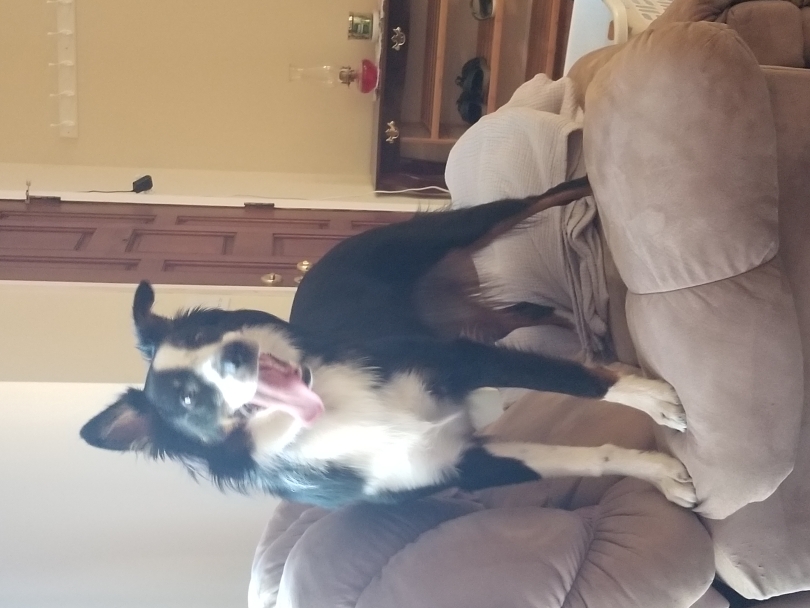 Dog standing on an overstuffed chair 